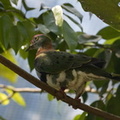 Ptilope superbe Ptilinopus superbus - Superb Fruit Dove
