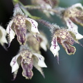orchidée : Dendrobium finisterrae