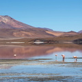 Bolivie - laguna colorada