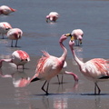 Flamant de James Phoenicoparrus jamesi - James's Flamingo - lutte