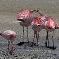 Flamant de James Phoenicoparrus jamesi - James's Flamingo - lutte autour d'un nid