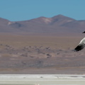 Mouette des Andes Chroicocephalus serranus - Andean Gull