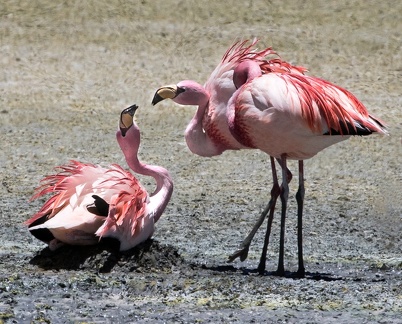 Flamant de James Phoenicoparrus jamesi - James's Flamingo - lutte autour d'un nid