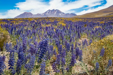 Chili - le désert en fleurs (gingembre bleu)