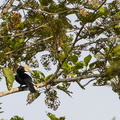 Calao charbonnier Anthracoceros malayanus - Black Hornbill