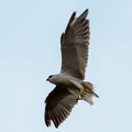 Élanion blanc Elanus caeruleus - Black-winged Kite