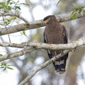 Serpentaire bacha Spilornis cheela - Crested Serpent Eagle