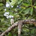 Martin-chasseur à collier blanc Todiramphus chloris - Collared Kingfisher