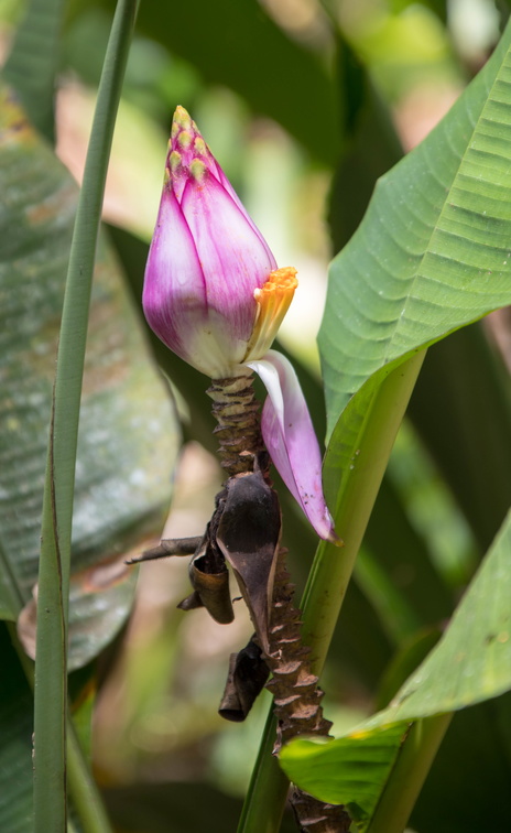 Fleur du Musa velutina ou " Bananier passion"