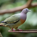 Colombar giouanne Treron vernans - Pink-necked Green Pigeon