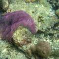 anemone de mer