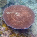 table coral
