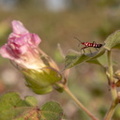 Dysdercus cingulatus (punaise)