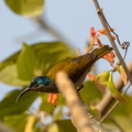 Souimanga à tête verte Cyanomitra verticalis - Green-headed Sunbird