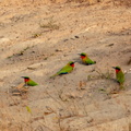 Guêpier à gorge rouge Merops bulocki - Red-throated Bee-eater et leurs nids au sol le long de la route
