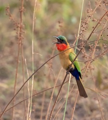 Guêpier à gorge rouge Merops bulocki - Red-throated Bee-eater