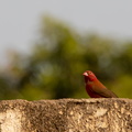 Amarante du Sénégal Lagonosticta senegala - Red-billed Firefinch