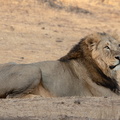 lion asiatique, lion d'Asie,  lion persan (Panthera leo persica - Panthera leo sinhaleyus