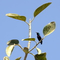 Souimanga asiatique Cinnyris asiaticus - Purple Sunbird
