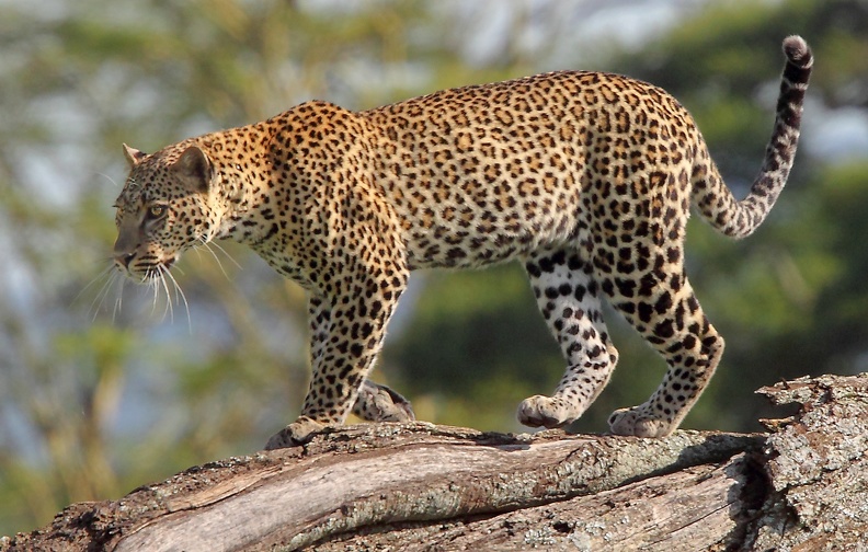 leopard (12).JPG