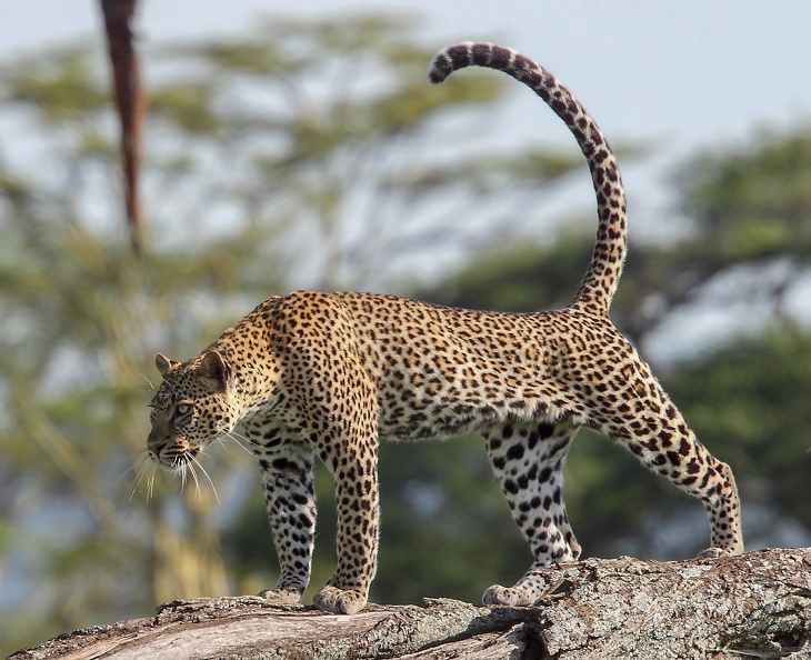 leopard (10).JPG