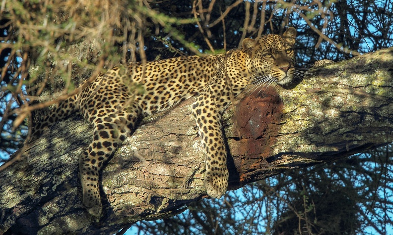 leopard (40).JPG