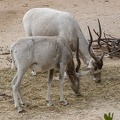 addax (Addax nasomaculatus),  antilope à nez tacheté 