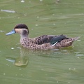 Sarcelle hottentote Spatula hottentota - Hottentot Teal
