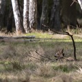cerf élaphe (Cervus elaphus) faon