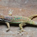 Gecko diurne orné de l'île Maurice  Phelsuma ornata