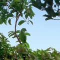 Perruche de Maurice Psittacula eques - Echo Parakeet