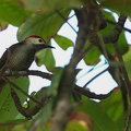 Pic or-olive - Colaptes rubiginosus Golden-olive Woodpecker