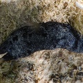 Holothuria leucospilota  Holothurie noire, Trépang à canaux blancs (concombre de mer)