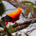 Coq-de-roche orange Rupicola rupicola - Guianan Cock-of-the-rock
