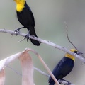 Carouge à capuchon Chrysomus icterocephalus - Yellow-hooded Blackbird