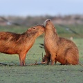 Capybara (Hydrochaeris hydrochaeris) 