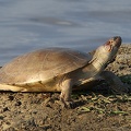 tortue à coude de savane ( Podocnemis vogli )