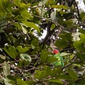 Perruche de Geoffroy Geoffroyus geoffroyi - Red-cheeked Parrot