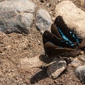 Papilio nireus , le machaon à bandes vertes , le machaon bleu à bandes étroites , le machaon à bandes bleues africaines 