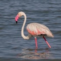  Flamant rose Phoenicopterus roseus - Greater Flamingo