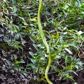 python vert d'arbre (Morelia viridis)