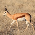 kalahari : springbox (antidorcas marsupialis)