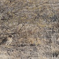 kalahari : OEdicnème tachard Burhinus capensis - Spotted Thick-knee