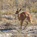 kalahari : raciphere - steenbok (raphicerus campestris)