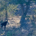 hippotrague noir (Hippotragus niger) ou Antilope noire