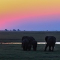 coucher de soleil avec les éléphants