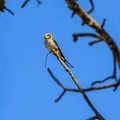 okavango : Hirondelle striée Cecropis abyssinica - Lesser Striped Swallow