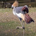 Grue royale Balearica regulorum - Grey Crowned Crane