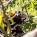 panda rouge (ailurus fulgens)