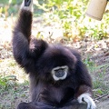 Gibbon à mains blanches (Hylobates lar), ou Gibbon lar